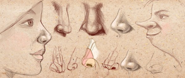 Анатомия носа для художников