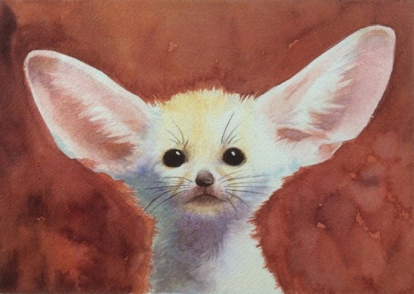 Fennec Fox иллюстрация