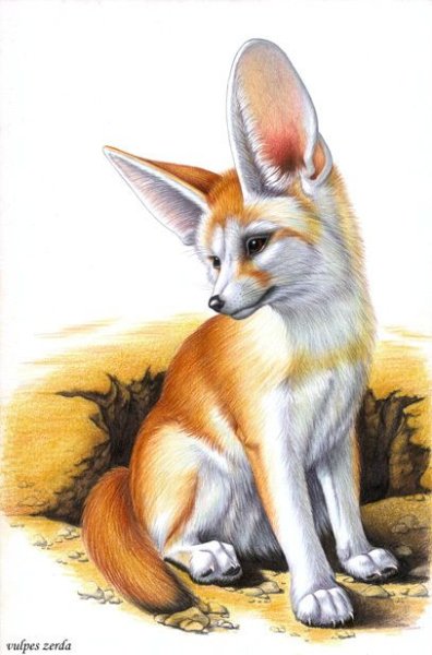 Лисичка фенек рисунок