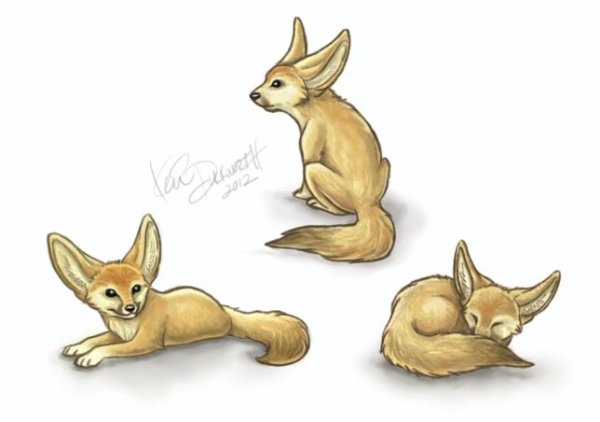 Лисица фенек референс