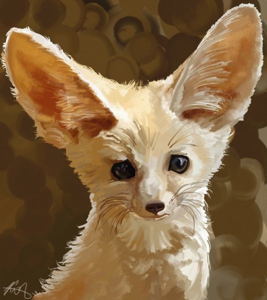 Фенек референс