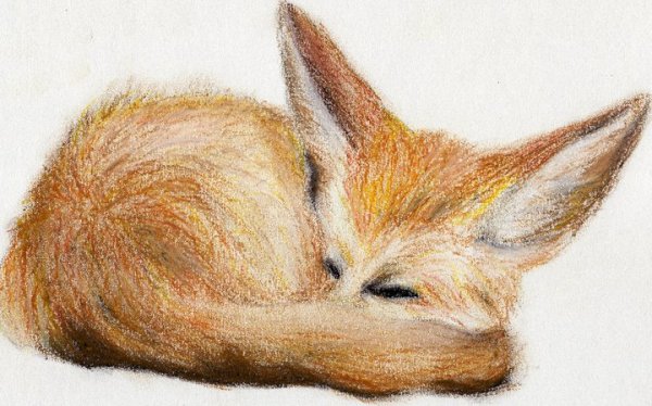 Фенек рисовать