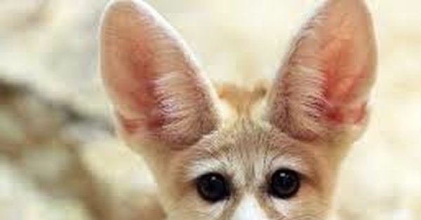 Лисичка фенек мордочка