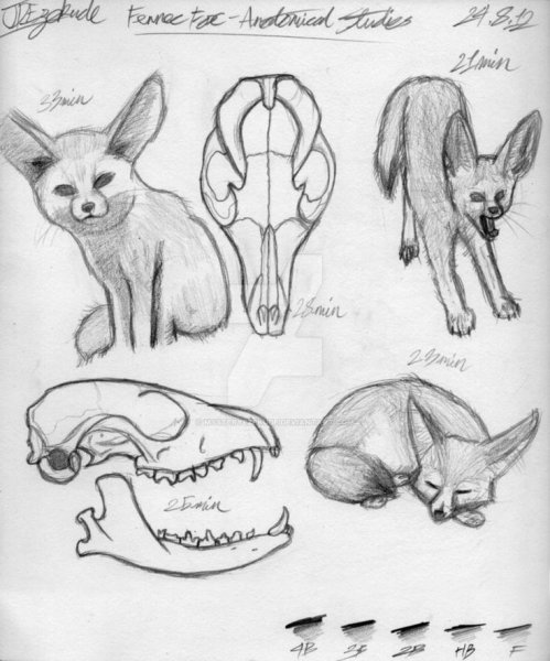 Лиса фенек референс