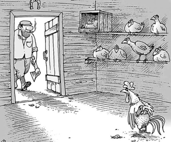 Куры карикатура