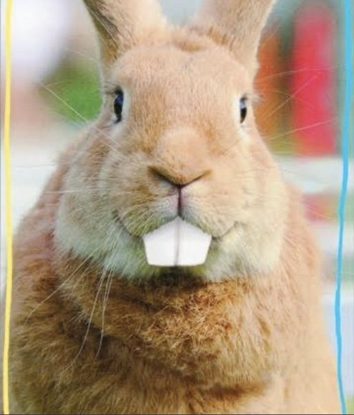 Мордочка кролика для детей