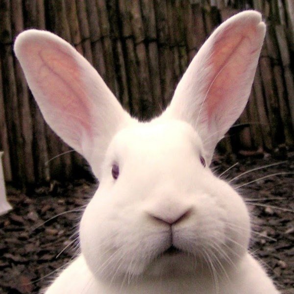 Мордашка зайца