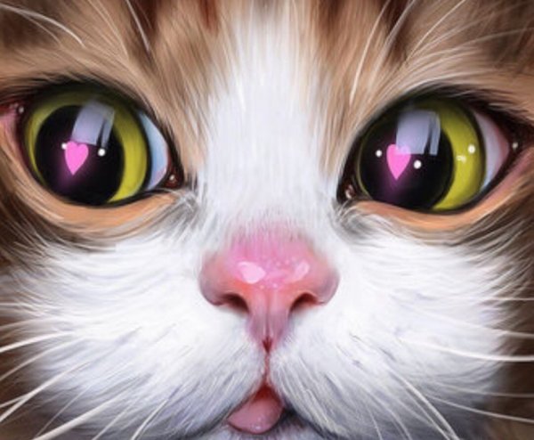 Мордочки котиков