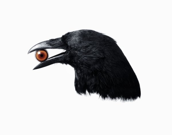 Голова вороны