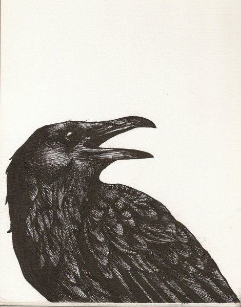 Голова вороны