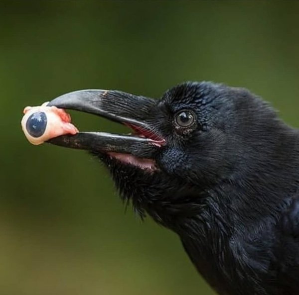 Глаза ворона