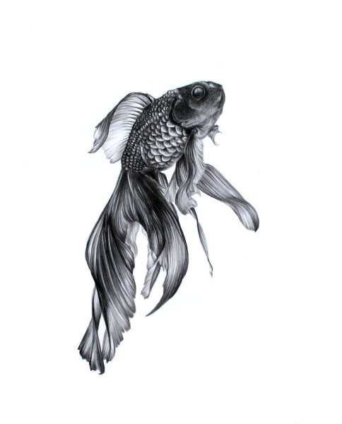 Рыбка эскиз