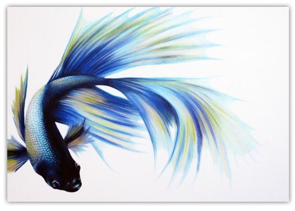 Рыба петушок акварелью