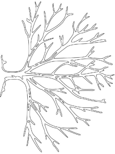 Раскраска ветка дерева без листьев