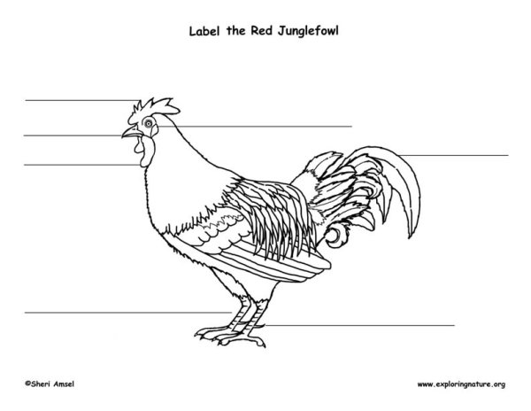 Раскраска петух кукарекает