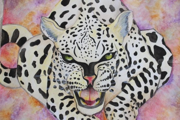 Гепард контур