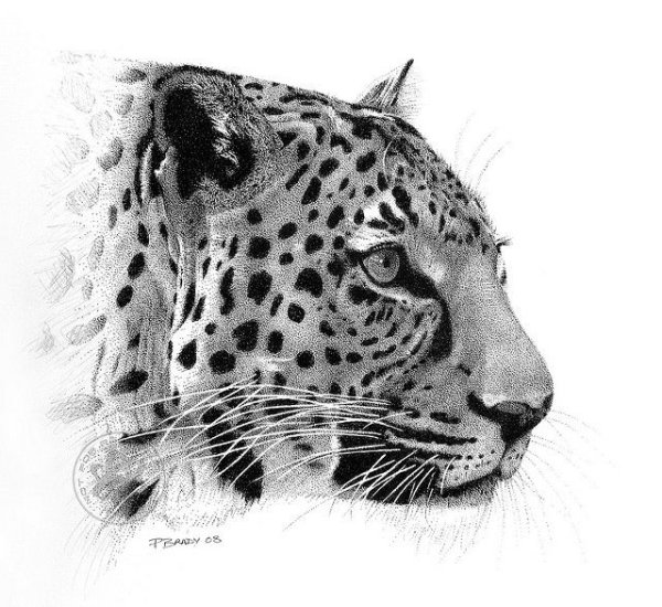 Леопард рисунок карандашом