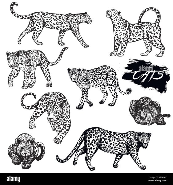 Леопард контур