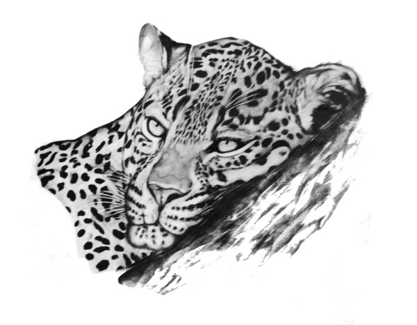 Стилизация леопарда в графике