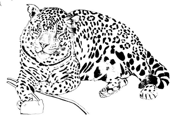 Векторная Стоковая Графика леопард