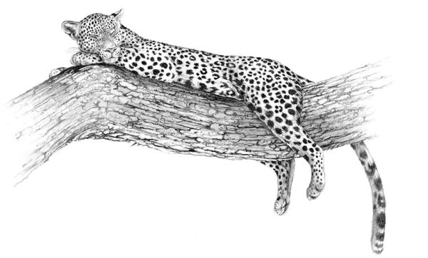 Рисование леопарда для детей