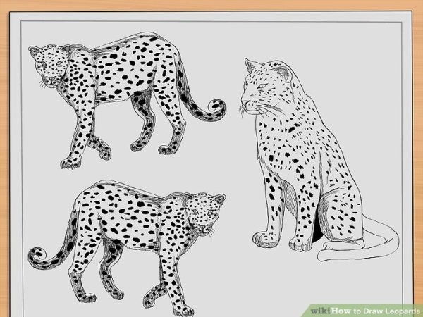 Рисунки для срисовки леопард