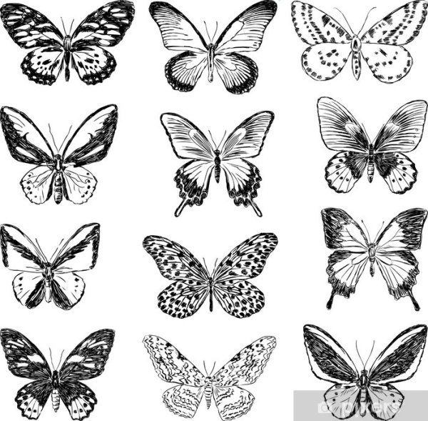 Много бабочек рисунок карандашом