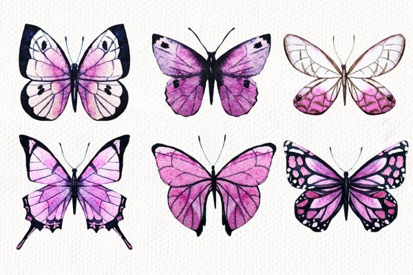 Картинки бабочек для срисовки