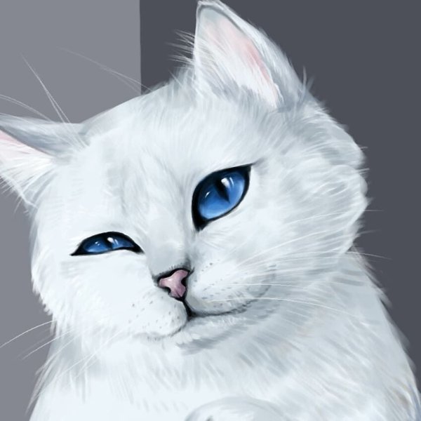 Коты Воители Коби