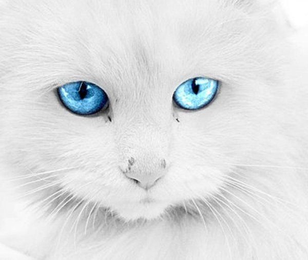 Белая кошка с бирюзовыми глазами