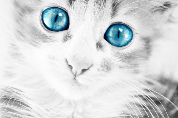 Серый голубоглазый кот на белом фоне