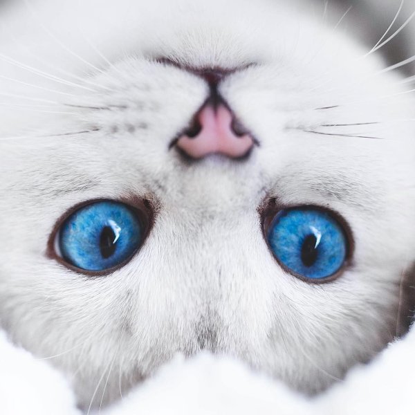 Кошачья морда с голубыми глазами