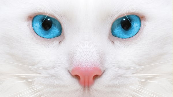 Као мани с голубыми глазами