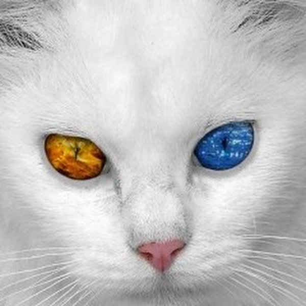 Белая кошка с красными глазами