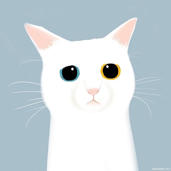 Белый кот аватарка