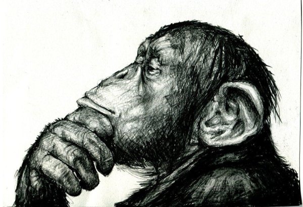 Наброски шимпанзе