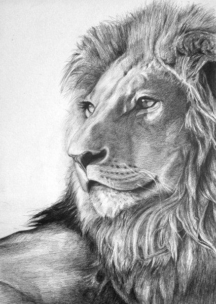 Лев тату эскиз благородный Мудрый