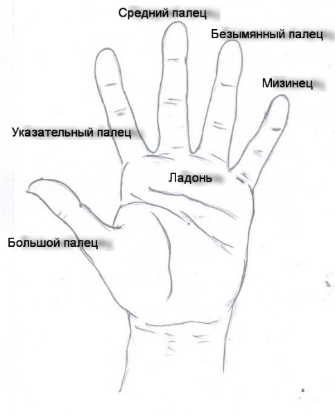 Указательный и безымянный палец