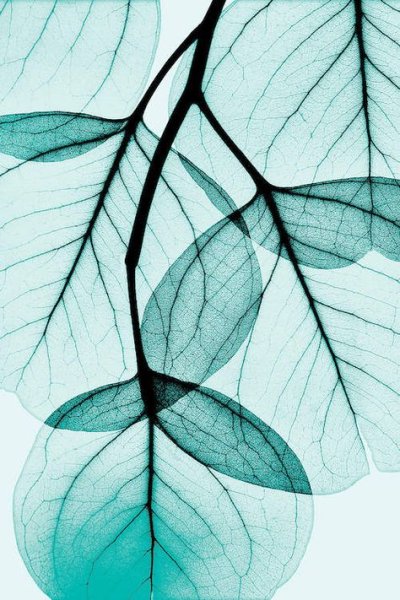 Бирюзовые листья