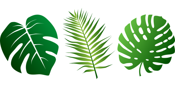 Монстера без фона