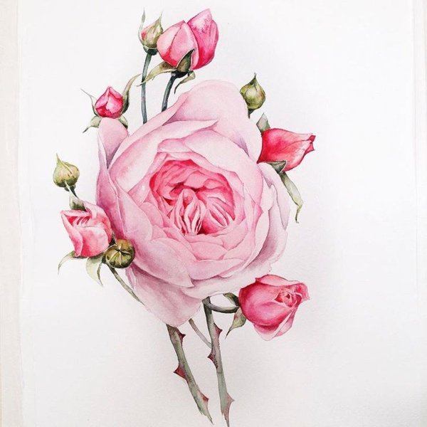 Роза акварель