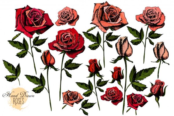 Нарисовать розу