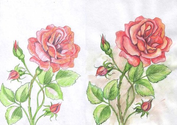 Нарисованная роза цветная