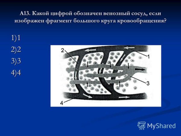 Фрагмент большого круга кровообращения венозный сосуд