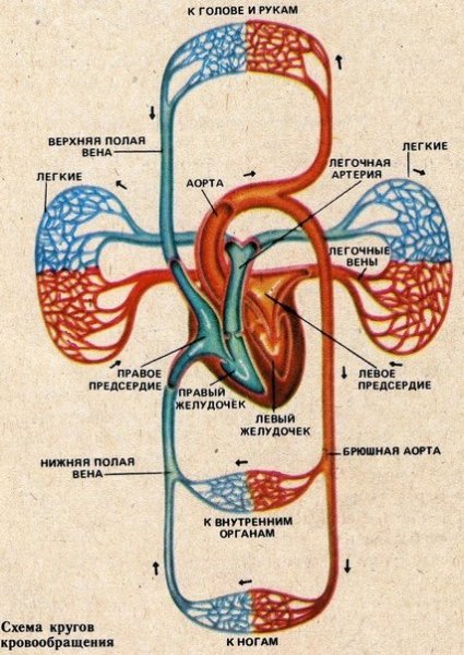 Система кровообращения человека схема