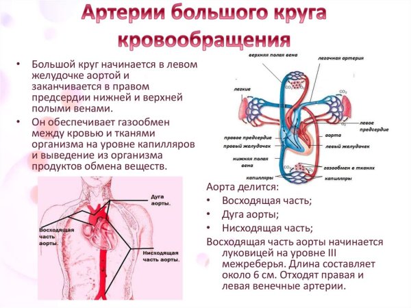 Строение кровеносной системы человека схема