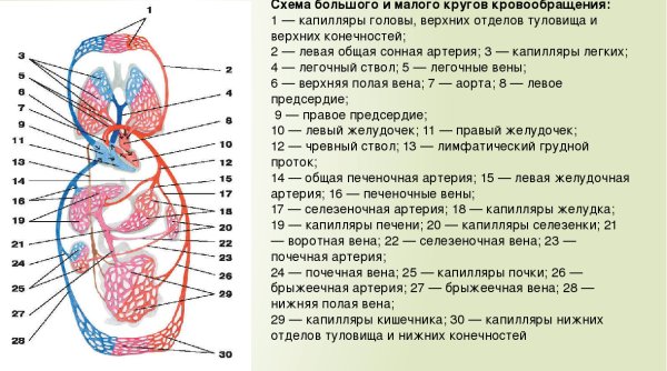 Сердечно сосудистая система(физиология сердца, круги кровообращения)