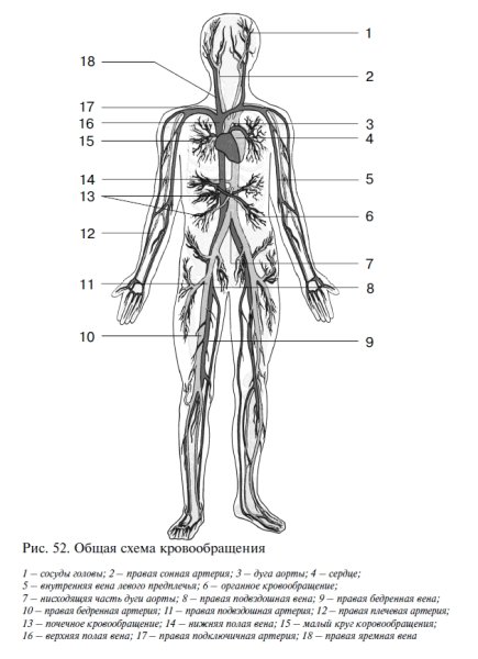 Схема венозной системы большого круга кровообращения
