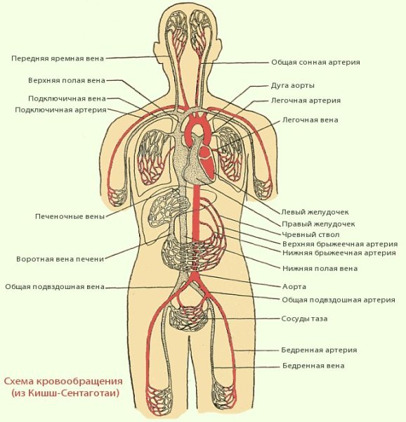 Большой и малый круг кровообращения схема