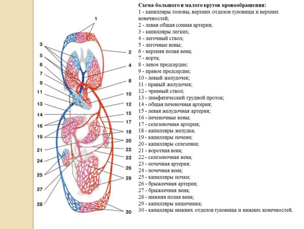 Система кровоснабжения человека схема